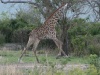 Giraffe galoppiert